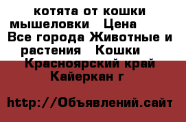 котята от кошки мышеловки › Цена ­ 10 - Все города Животные и растения » Кошки   . Красноярский край,Кайеркан г.